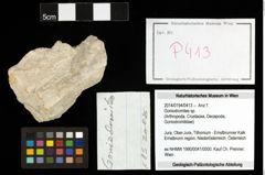 Foto (Objekt + Etiketten) von Goniodromites sp. 